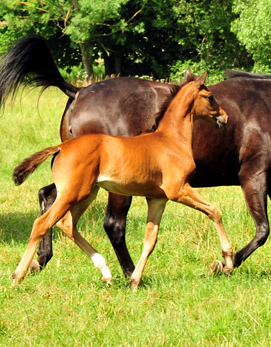 Valenzia v. Zauberdeyk u.d. Valentine v. High Motion - Foto: Beate Langels - Trakehner Gestt Hmelschenburg