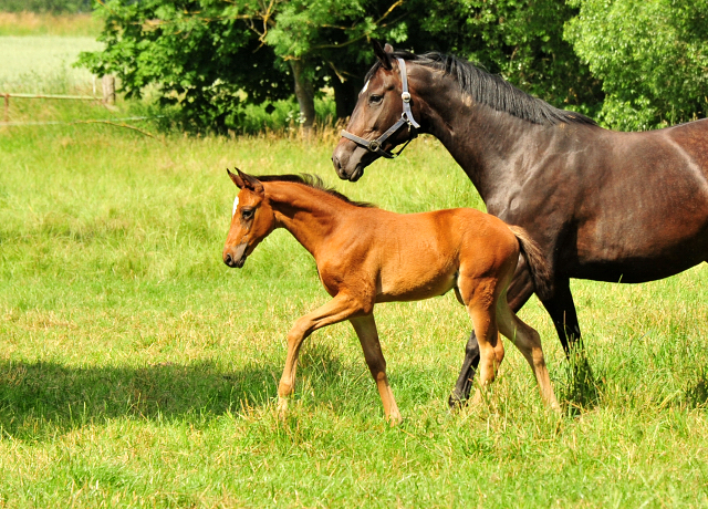 Valenzia v. Zauberdeyk u.d. Valentine v. High Motion - Foto: Beate Langels - Trakehner Gestt Hmelschenburg