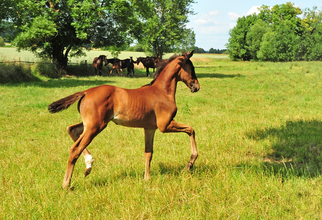 Valenzia v. Zauberdeyk u.d. Valentine v. High Motion - Foto: Beate Langels - Trakehner Gestt Hmelschenburg