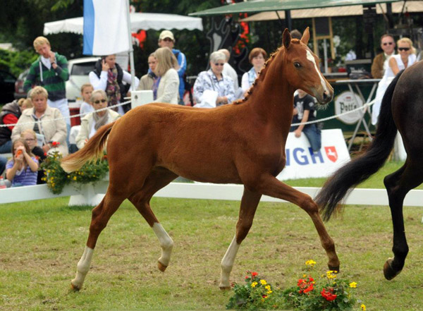 Trakehner Stutfohlen Varinia von Symont u.d. Pr.u.StPrSt. Vittoria v. Exclusiv - Trakehner Gestt Hmelschenburg - Foto: Beate Langels - Trakehner Gestt Hmelschenburg