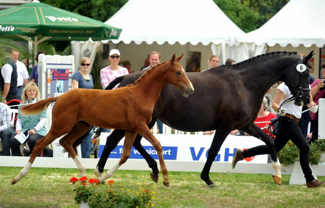 Stutfohlen von Symont u.d. Pr.u.StPrSt. Vittoria v. Exclusiv - Trakehner Gestt Hmelschenburg - Foto: Beate Langels - Trakehner Gestt Hmelschenburg