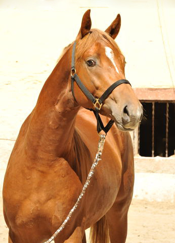Zweihjhriger Hengst von Syriano x Uckermrker - Foto: Beate Langels