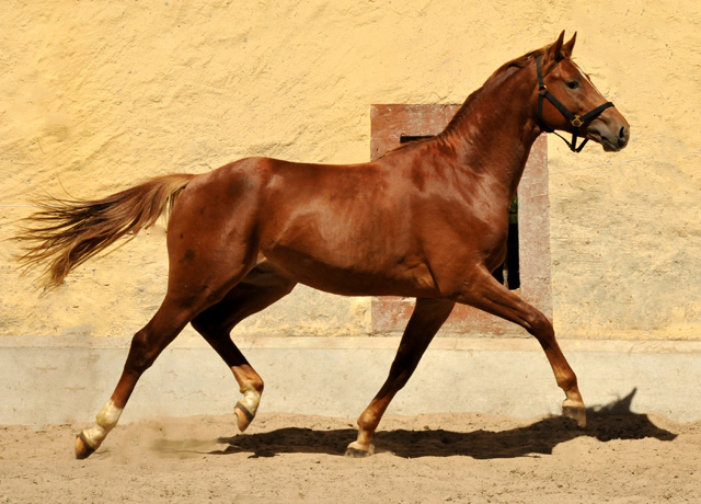 Zweijhriger Hengst von Syriano x Uckermrker - Foto: Beate Langels