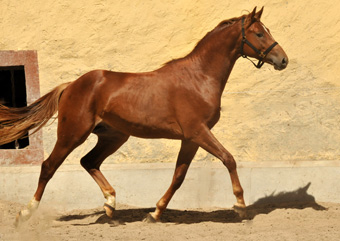 Zweijhriger Hengst von Syriano x Uckermrker - Foto: Beate Langels
