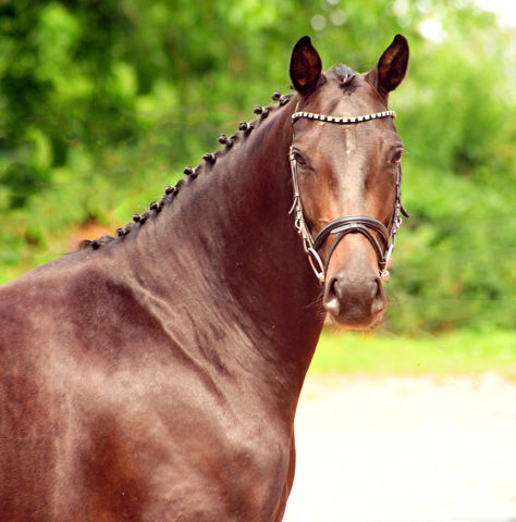 Oldenburger Mare by De Niro out of Schwalbendiva by Totilas - 22. Juli 2019
 - Trakehner Gestt Hmelschenburg - Beate Langels