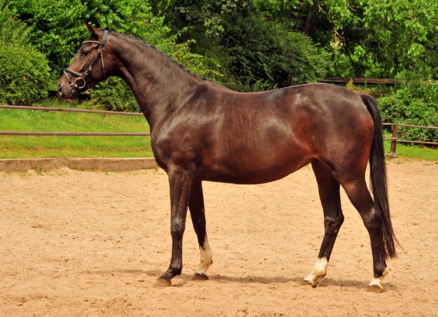 Oldenburger Mare by De Niro out of Schwalbendiva by Totilas - 22. Juli 2019
 - Trakehner Gestt Hmelschenburg - Beate Langels
