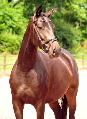 Oldenburger Mare by De Niro out of Schwalbendiva by Totilas - 22. Juli 2019
 - Trakehner Gestt Hmelschenburg - Beate Langels