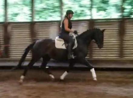 Oldenburger Mare by De Niro out of Schwalbendiva by Totilas - 22. Juli 2019
 - Trakehner Gestt Hmelschenburg - Beate Langels