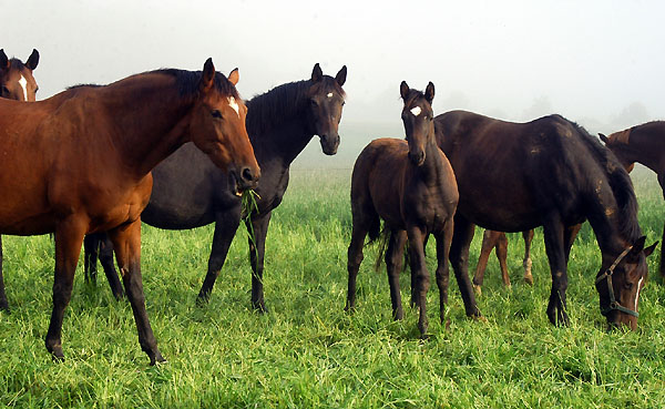 Trakehner Gestt Hmelschenburg - Foto: Beate Langels