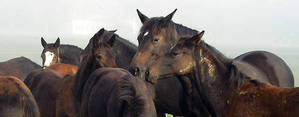 Trakehner Gestt Hmelschenburg - Foto: Beate Langels