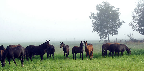 Trakehner Gestt Hmelschenburg - Foto: Beate Langels