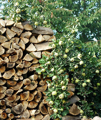 Trakehner Gestt Hmelschenburg - Foto: Beate Langels