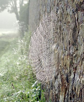 Trakehner Gestt Hmelschenburg - Foto: Beate Langels