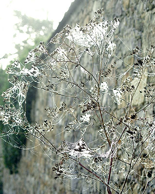 Trakehner Gestt Hmelschenburg - Foto: Beate Langels