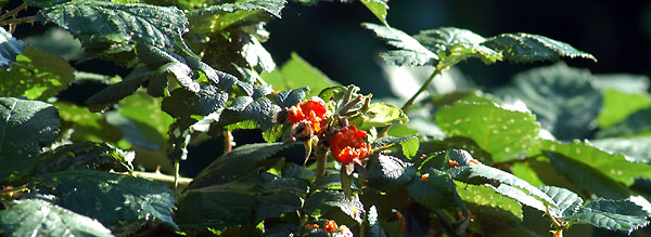 Trakehner Gestt Hmelschenburg - Foto: Beate Langels