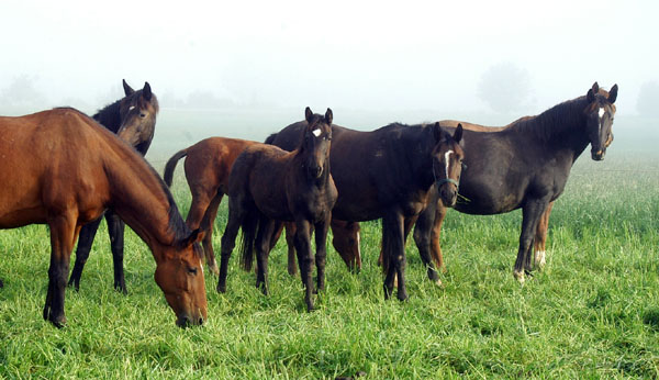 Trakehner Gestt Hmelschenburg - Foto: Beate Langels