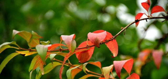 Hmelschenburg im September 2013, Foto: Beate Langels, Trakehner Gestt Hmelschenburg - Beate Langels