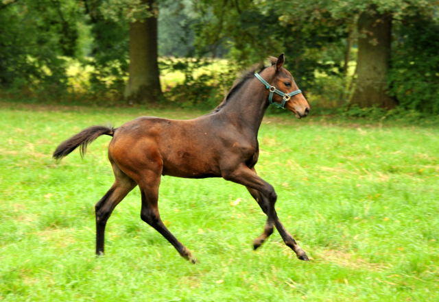 Kalmar mit ihrem Fohlen von Shavalou - Hmelschenburg im September 2013, Foto: Beate Langels, Trakehner Gestt Hmelschenburg - Beate Langels