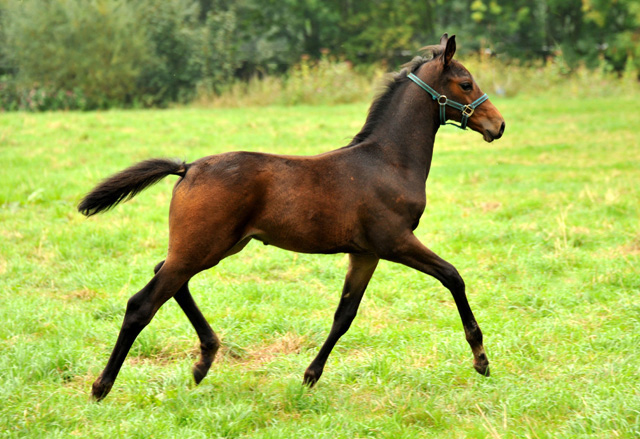 Kalmar mit ihrem Fohlen von Shavalou - Hmelschenburg im September 2013, Foto: Beate Langels, Trakehner Gestt Hmelschenburg - Beate Langels
