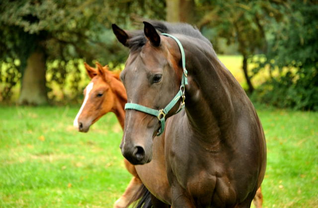 Beloved v. Kostolany - Hmelschenburg im September 2013, Foto: Beate Langels, Trakehner Gestt Hmelschenburg - Beate Langels