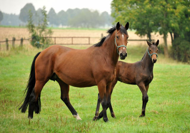 Elitestute Kalmar mit ihrem Hengstfohlen von Shavalou - Hmelschenburg im September 2013, Foto: Beate Langels, Trakehner Gestt Hmelschenburg - Beate Langels