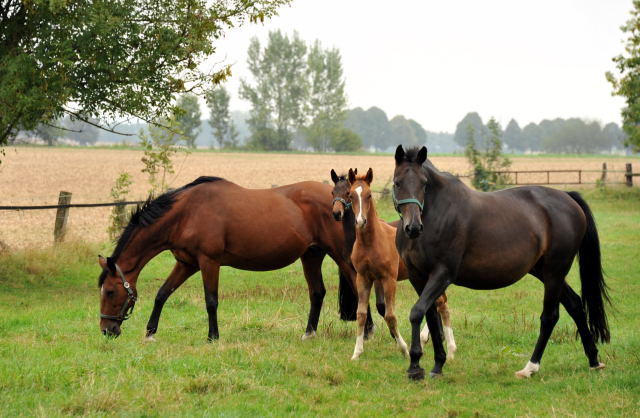 Kalmar und Beloved mit ihren Fohlen von Shavalou - Hmelschenburg im September 2013, Foto: Beate Langels, Trakehner Gestt Hmelschenburg - Beate Langels