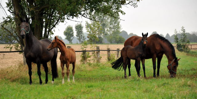 Kalmar und Beloved mit ihren Fohlen von Shavalou - Hmelschenburg im September 2013, Foto: Beate Langels, Trakehner Gestt Hmelschenburg - Beate Langels