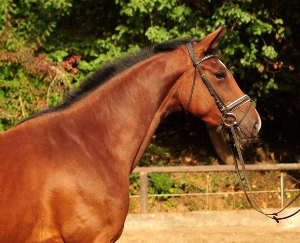 Schwalbenland von Touch my Heart u.d. Schwalbenlicht v. Imperio - Trakehner Gestt Hmelschenburg - Beate Langels