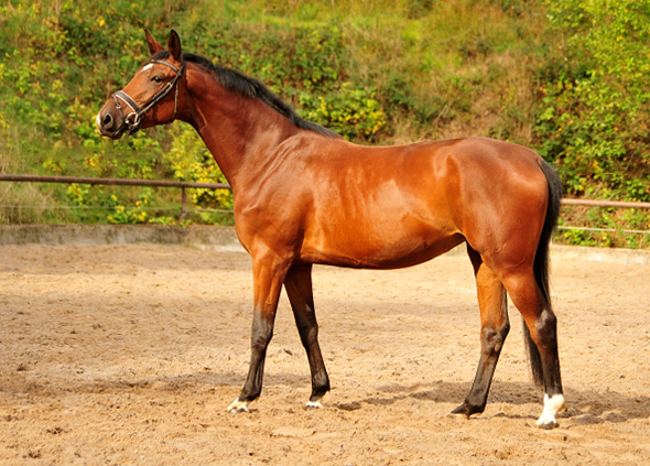 Schwalbenland von Touch my Heart u.d. Schwalbenlicht v. Imperio - Trakehner Gestt Hmelschenburg - Beate Langels