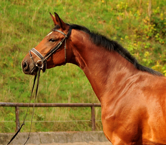 Schwalbenland von Touch my Heart u.d. Schwalbenlicht v. Imperio - Trakehner Gestt Hmelschenburg - Beate Langels