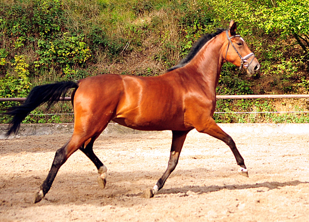 Schwalbenland von Touch my Heart u.d. Schwalbenlicht v. Imperio - Trakehner Gestt Hmelschenburg - Beate Langels