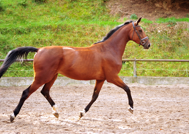 Schwalbenland von Touch my Heart u.d. Schwalbenlicht v. Imperio - Trakehner Gestt Hmelschenburg - Beate Langels