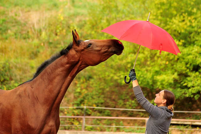 Schwalbenland von Touch my Heart u.d. Schwalbenlicht v. Imperio - Trakehner Gestt Hmelschenburg - Beate Langels