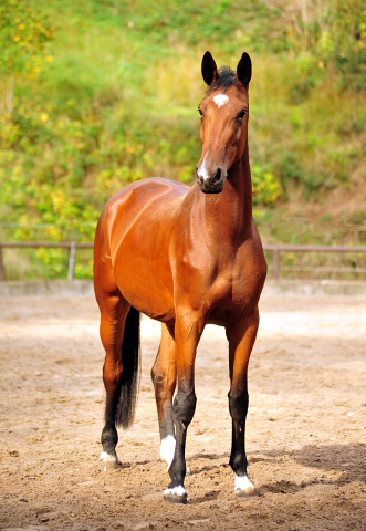 Schwalbenland von Touch my Heart u.d. Schwalbenlicht v. Imperio - Trakehner Gestt Hmelschenburg - Beate Langels