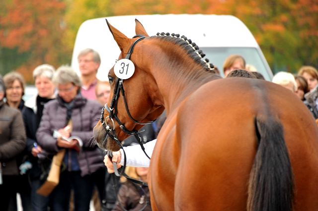 Trakehner Hengst HIGH MOTION von Saint Cyr u.d. Hanna v. Summertime  - Foto: Janne Beate Langels, Trakehner Gestt Hmelschenburg