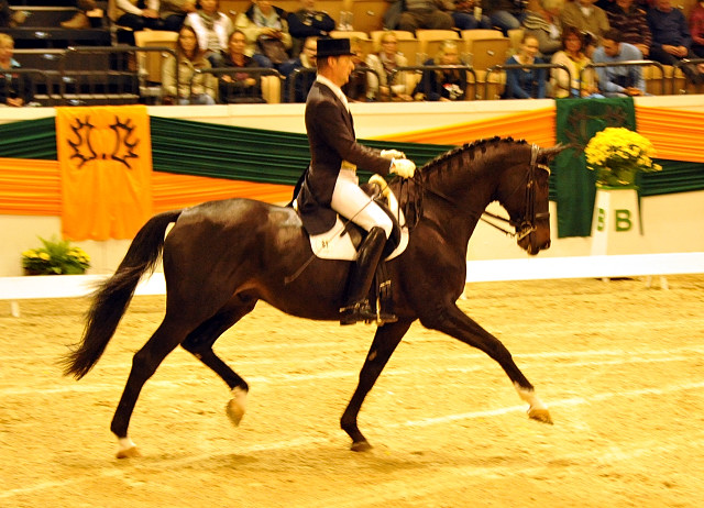 Seal - Trakehner von Gribaldi u.d. Pr.St. Schwalbenspiel v. Exclusiv, Trakehner Gestt Hmelschenburg