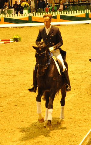 Seal - Trakehner von Gribaldi u.d. Pr.St. Schwalbenspiel v. Exclusiv, Trakehner Gestt Hmelschenburg