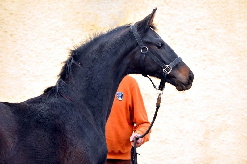 Hengstfohlen von Saint Cyr u.d. Pr.St. Under the moon v. Easy Game - Foto: Beate Langels - Trakehner Gestt Hmelschenburg