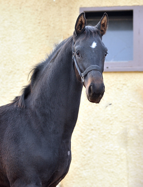 Hengstfohlen von Saint Cyr u.d. Pr.St. Under the moon v. Easy Game - Foto: Beate Langels - Trakehner Gestt Hmelschenburg