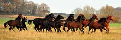 Gestt Schplitz 22. November 2016 - Foto: Beate Langels -
Trakehner Gestt Hmelschenburg