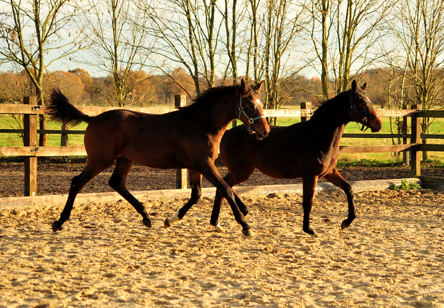 Unsere Hengstfohlen von High Motion x Imperio und Oliver Twist x Thirica - im Gestt Schplitz 22.11.2016 - Foto: Beate Langels
