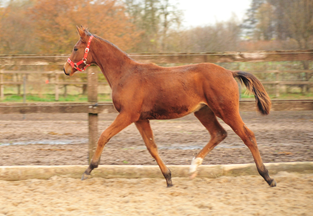 Hengstfohlen von Hig Motion x King Arthurim Gestt Schplitz 22.11.2016 - Foto: Beate Langels