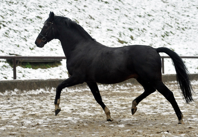 Exclusiv von Starway u.d. StPrSt. Elysee v. Zauberklang - am 22. Dezember 2012, Foto: Beate Langels, Trakehner Gestt Hmelschenburg - Beate Langels