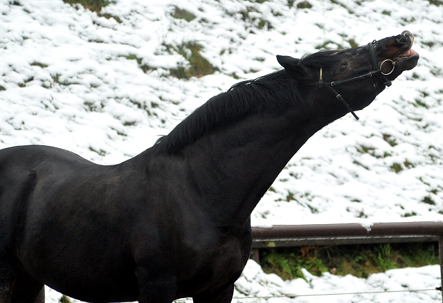 Exclusiv von Starway u.d. StPrSt. Elysee v. Zauberklang - am 22. Dezember 2012, Foto: Beate Langels, Trakehner Gestt Hmelschenburg - Beate Langels