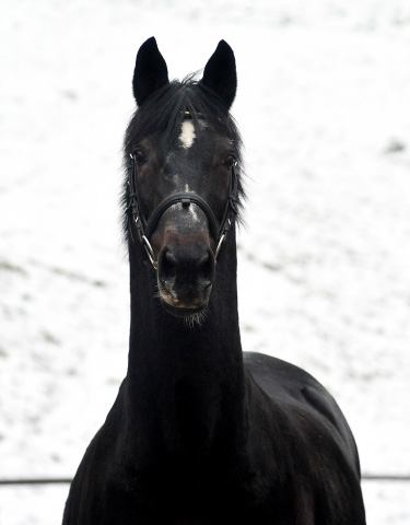 Exclusiv von Starway u.d. StPrSt. Elysee v. Zauberklang - am 22. Dezember 2012, Foto: Beate Langels, Trakehner Gestt Hmelschenburg - Beate Langels