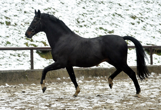 Exclusiv von Starway u.d. StPrSt. Elysee v. Zauberklang - am 22. Dezember 2012, Foto: Beate Langels, Trakehner Gestt Hmelschenburg - Beate Langels