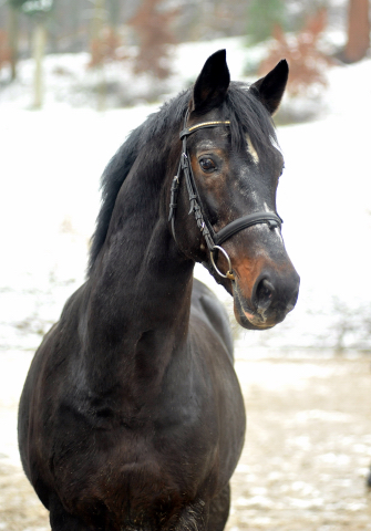 Exclusiv von Starway u.d. StPrSt. Elysee v. Zauberklang - am 22. Dezember 2012, Foto: Beate Langels, Trakehner Gestt Hmelschenburg - Beate Langels