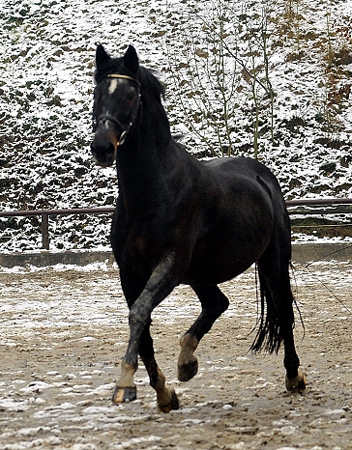 Exclusiv von Starway u.d. StPrSt. Elysee v. Zauberklang - am 22. Dezember 2012, Foto: Beate Langels, Trakehner Gestt Hmelschenburg - Beate Langels