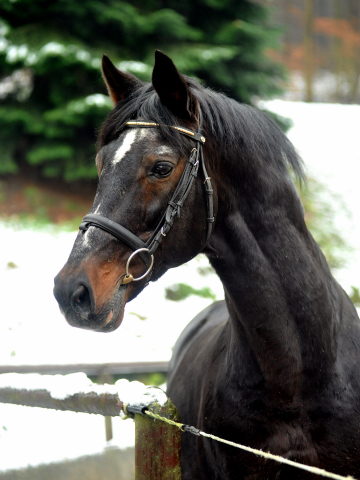 Exclusiv von Starway u.d. StPrSt. Elysee v. Zauberklang - am 22. Dezember 2012, Foto: Beate Langels, Trakehner Gestt Hmelschenburg - Beate Langels