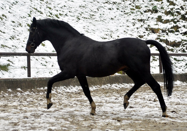 Exclusiv von Starway u.d. StPrSt. Elysee v. Zauberklang - am 22. Dezember 2012, Foto: Beate Langels, Trakehner Gestt Hmelschenburg - Beate Langels